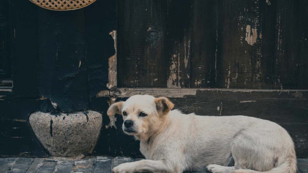 Rumble (flat-fee) , , .