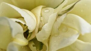 Takatak co-branded drops ,